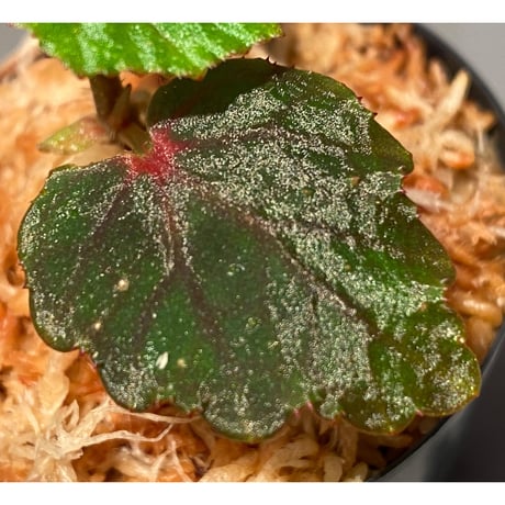 Begonia sp. from North Toraja [S0919-02] 伊藤蟻植物農園