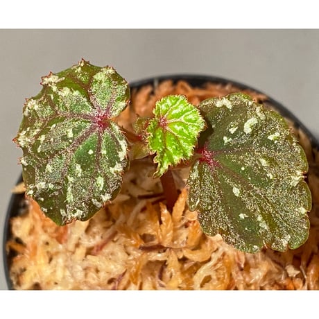 Begonia sp. from North Toraja [S0919-02] 伊藤蟻植物農園