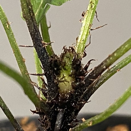 Blechnum obtusatum var. obtusatum from New Caledonia (固有種) ②