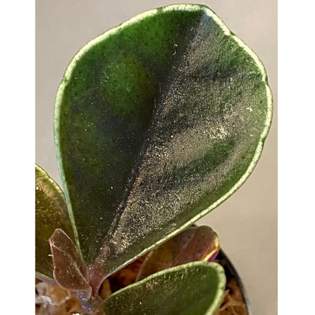 Ardisia sp. from West Kalimantan