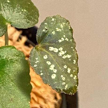 Begonia Variabilis from Dabong [TK150717]