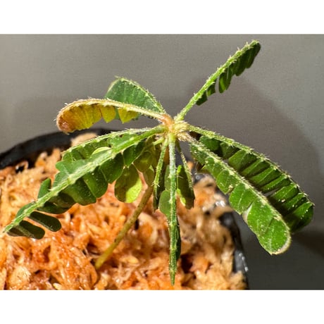 Biophytum cf. sensitivum [LA]