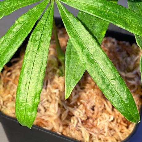 Anthurium polyschistum from Napo Ecuador [tanakay]