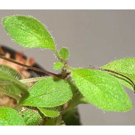 Codonoboea sp. from Sumatera barat [LA0317-01] ②