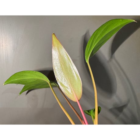 Homalomena sp. "Tsubaki" HW-GR from Resun Pulau Lingga [HW1017-02]
