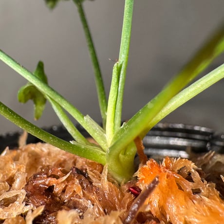 Cryptocoryne nurii "Lga-1" Pulau Lingga [HW0622-06]