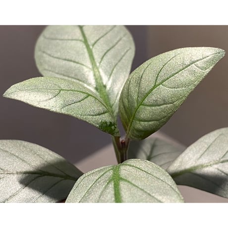 Acanthaceae gen. from Laos [LA]