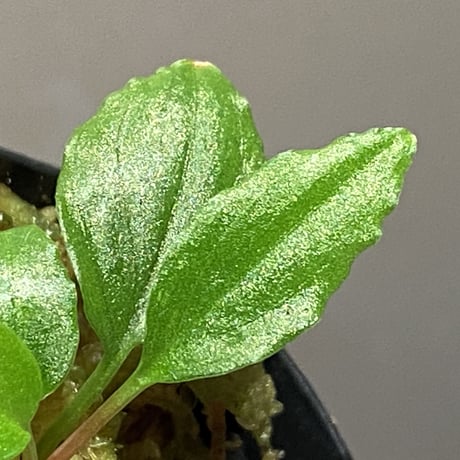 Homalomena sp. A from Sepuluh Koto wf1 [KZT]