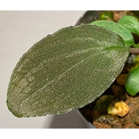 Homalomena sp. Sabah-2 [R1217-01c]