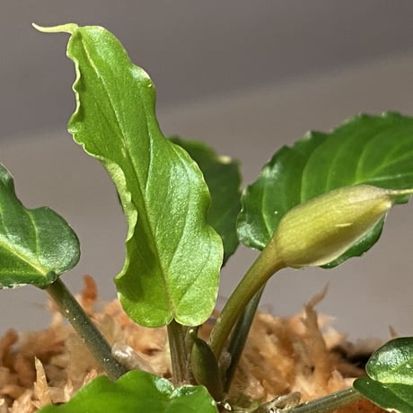 Homalomena sp. "Euclase" from Riau sumatera [LA0518-02]