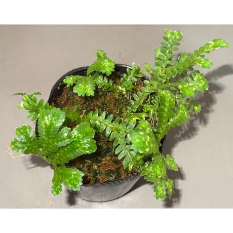 Selaginella sp. バリエガータ from "Nanga pinoh" [TB]
