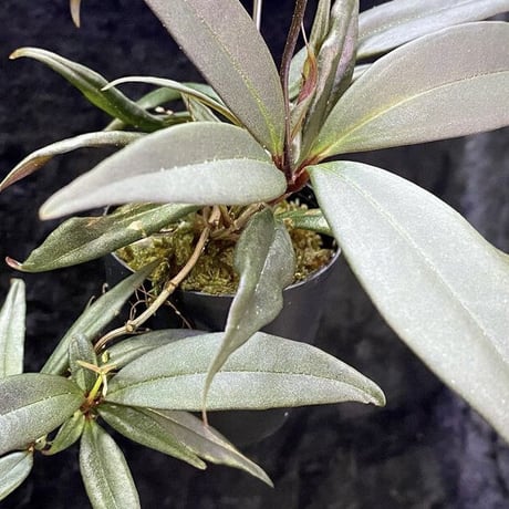 Medinilla sp. from Bukidnon 1.300m Mindanao Philippines