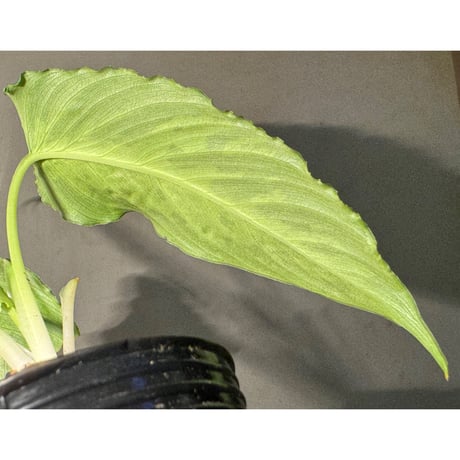 Schismatoglottis scortechinii ①