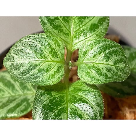 Gymnostachyum sp. "type B" from Aceh Selatan [HW0816-03]