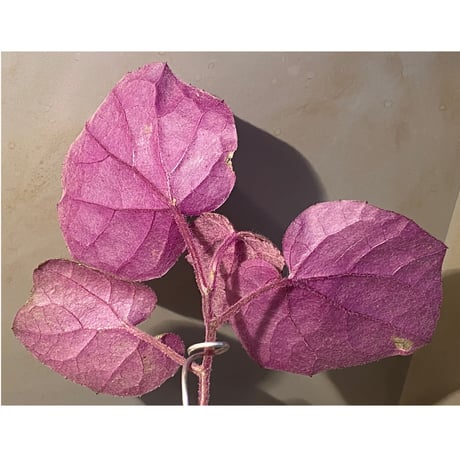 不明種 from Cao Bang VIETNAM [R1217-02]