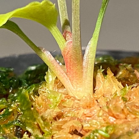 Homalomena sp. "Red" from Bogor
