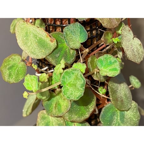 (大株) Begonia lichenora (sp.Mini) from Kalimantan Sarawak border [LA]