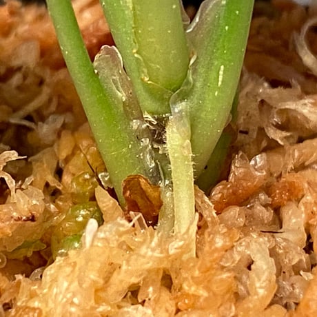 (本タグ付き) Homalomena sp. "Silver Bullet GG" from P.Linga [AZ0917-1]