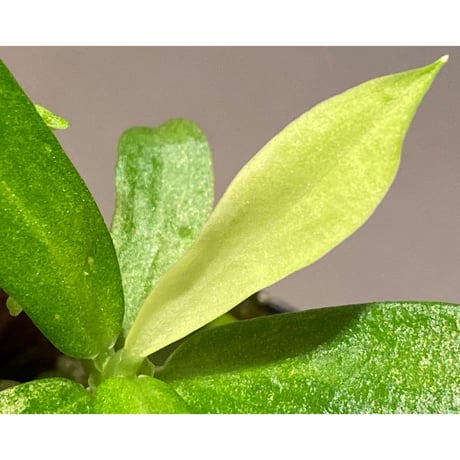 Schismatoglottis sp. "初霜錦" from Murung raya [LA0515-05]