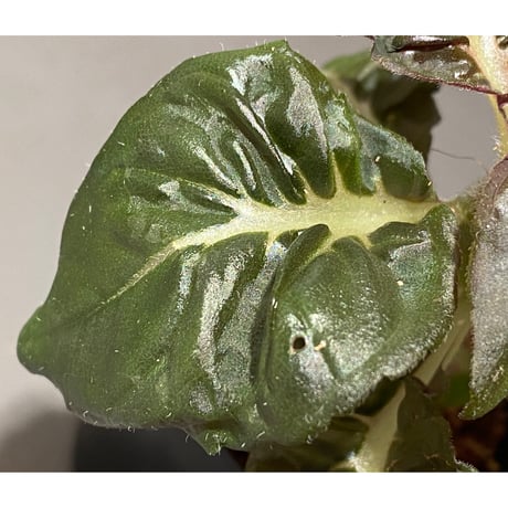Nautilocalyx pallidus