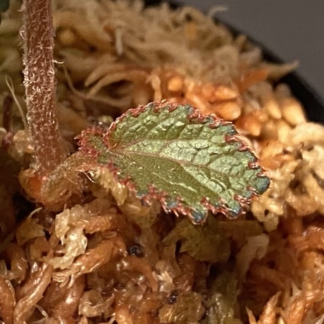 Begonia sp. from Bac Kan [YH1117] TK