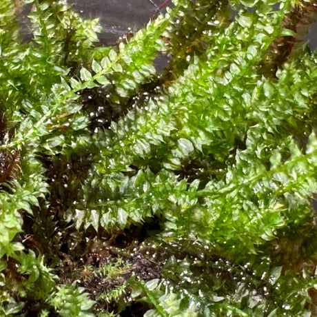 Taxiphyllum sp. from Lake Matano Sulawesi