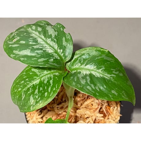 Schismatoglottis Rongisupata from West Kalimantan [KN]
