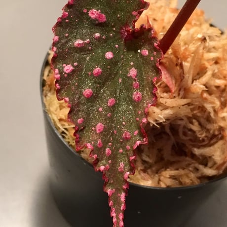 Begonia gracilicyma from Sumatera Barat [TB]