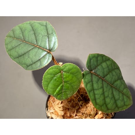 Pterisanthes sp. from Sabah-1 [R0515-01a]