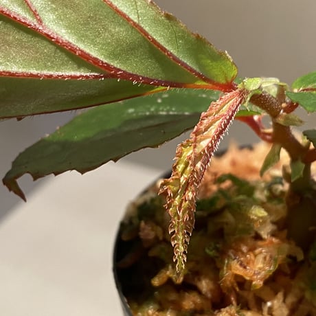 Begonia sp. "Matang-3" from Matang Sarawak [RIO]