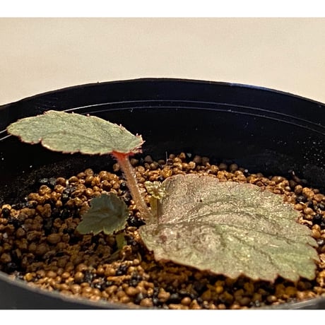 Begonia sp. from Tuyen Quang [YH1117] TK