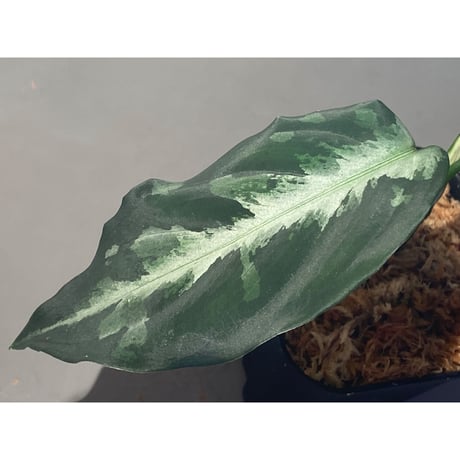 Aglaonema pictum A "しるば〜らいん" Aceh sumatera [LA0816-03j]