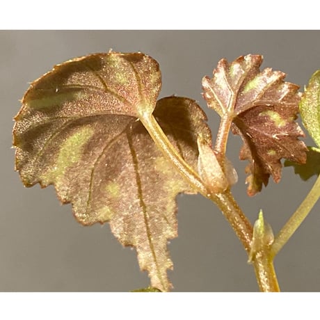 Begonia sp. from North Toraja [S0919-06] 伊藤蟻植物農園