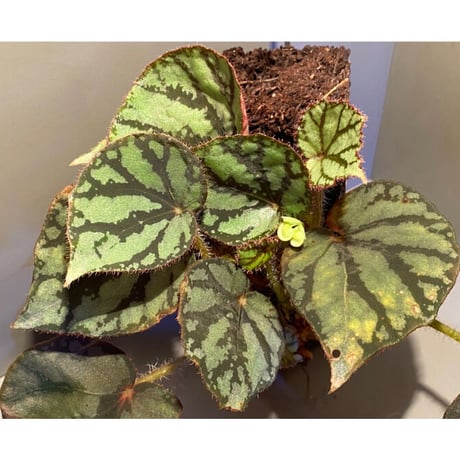 Begonia luzonensis