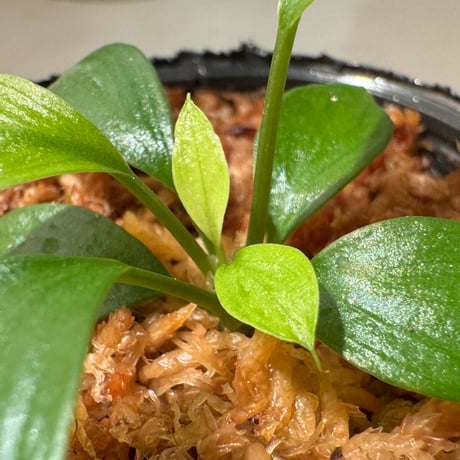 Homalomena sp. "Aceh selatan" Aceh Sumatra [TB]