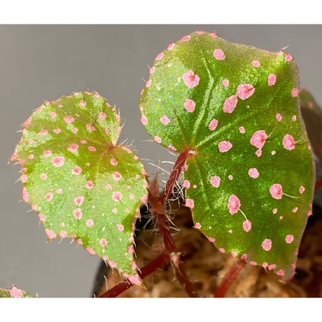 Begonia sp. from Muara Wahau [TB]