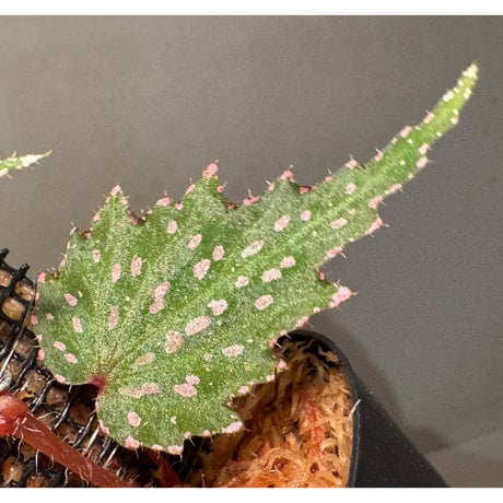Begonia sp. from Luzon Aurora Philippines 標高500m付近　[KSB]