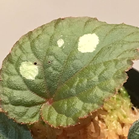 Begonia sp. from Tuyen Quang [YH1117]