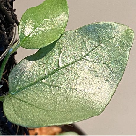 Ficus sp. from Murung raya [LA0515-05]
