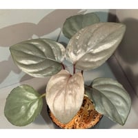 Homalomena sp. "Ultron Prime" from Riau Sumatera