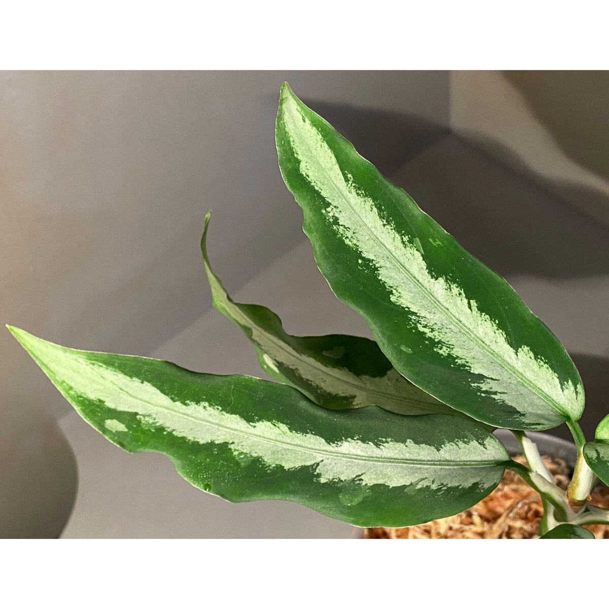 aglaonema pictum aceh産 Aglaonema Army (Pictum Tricolor X Rotundum Aceh) ORAMICIN – oramicin