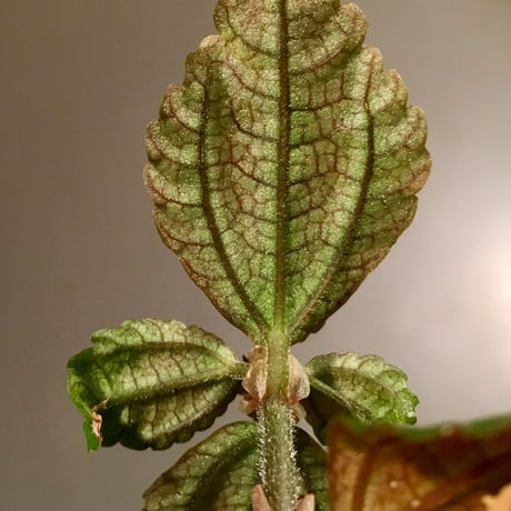 Pilea pubescens from Ecuador