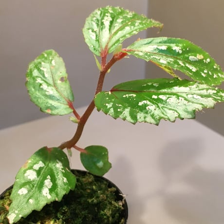 Begonia sp. "Matang-3" from Matang Sarawak [RIO]