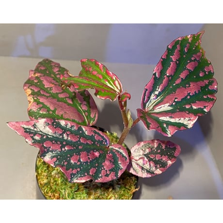 Begonia sp. "Crazy pink" from Lampung sumatera [LA1118-03]