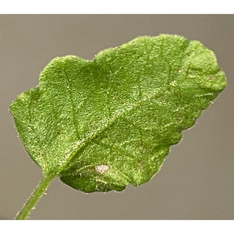 Thelypteris sp. from Sunset Peak [YH0916-f2]
