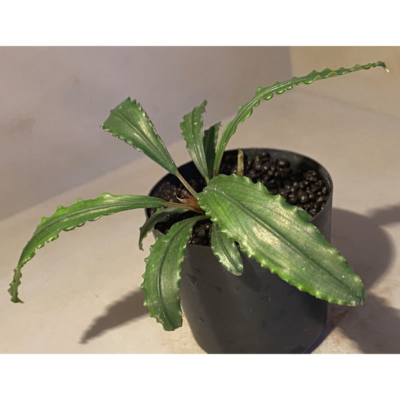 Bucephalandra sp. Bucephalandra sp.