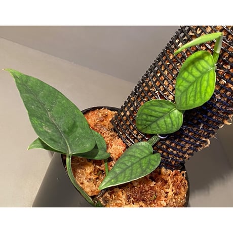 Philodendron sp. from Venezuela [tanakay]
