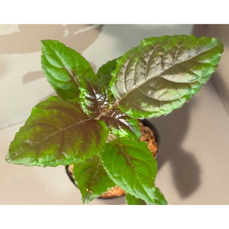 Nautilocalyx glandulifer