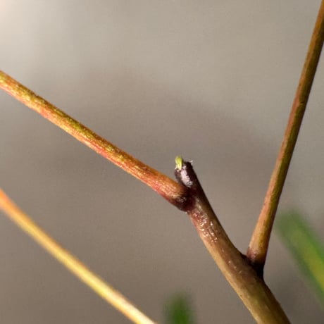 Codiaeum peltatum ニューカレドニア 中央山脈 標高600m付近 [KSB]