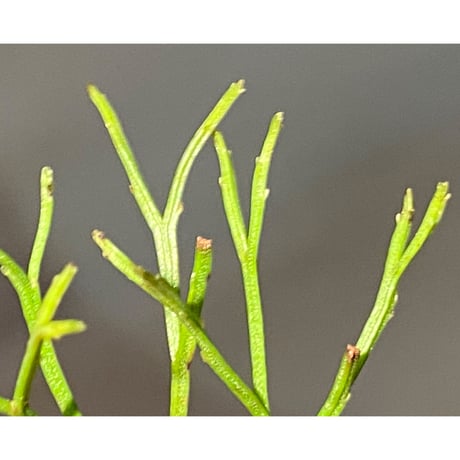Psilotum nudum Phatthalung Southern Thailand